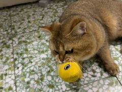 -瑞鹏宠物医院·骨科·猫科·内科(第一中心)
