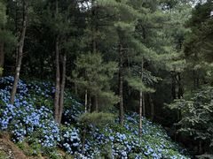 -寂照庵