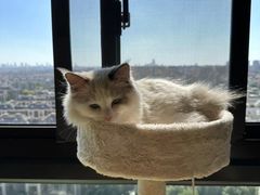 -翊宠yipet猫狗购宠庄园犬舍•猫舍