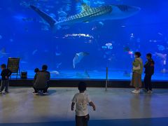 -烟台海昌鲸鲨海洋公园