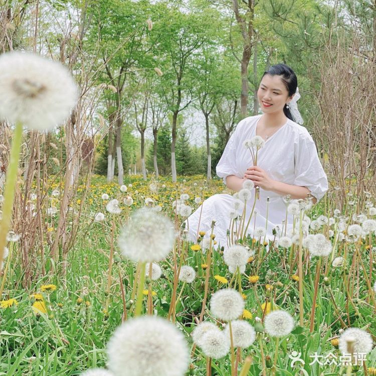 小众的秘密花园—会飞的蒲公英花海