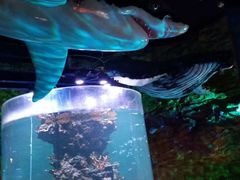 -青岛嘉年华主题乐园