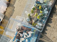 -中环花鸟鱼虫市场