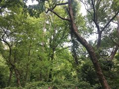 -紫金山山顶公园