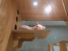 -BABIT巴比特宠物(MOMOPARK店)