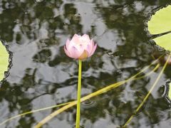 -云溪植物园