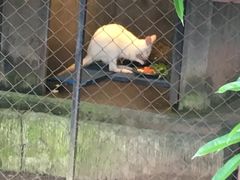 -清迈夜间动物园