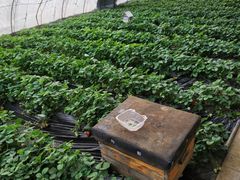 -大自然农场蔬菜草莓采摘园