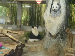 -海南热带野生动植物园