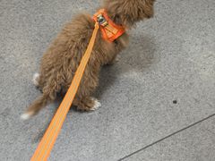 -半岛宠物医院24小时(科华中路店)