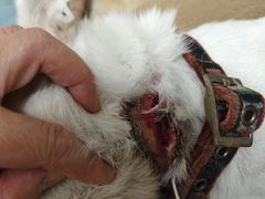 -北京观赏动物医院·24小时大型综合·猫专科·异宠专科