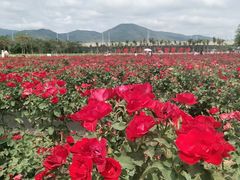 -亚龙湾国际玫瑰谷