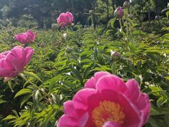 -长春公园(普阳街道)