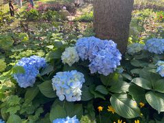 -人民公园(罗湖区)