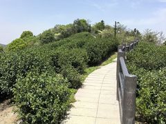 -午潮山国家森林公园