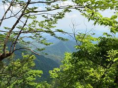 -天目山大树王景区