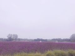 -北京东方普罗旺斯薰衣草庄园