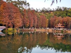 -深圳仙湖植物园