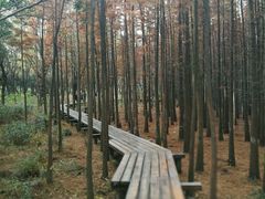 -昆山城市生态森林公园