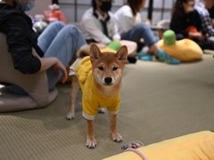 -逗柴咖啡屋·狗咖猫咖宠物桌游