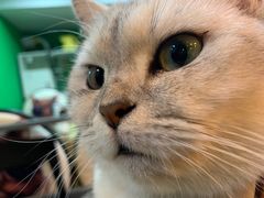 -李小姐の猫咖啡馆(五角场店)