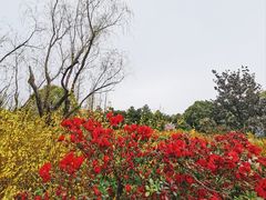 -上海滨江森林公园
