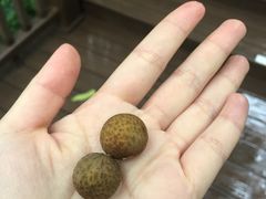 -张坝桂圆林公园