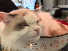 -平行世界·猫咖(首经贸店)
