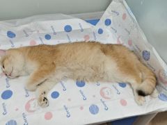 -灵美宠物诊所