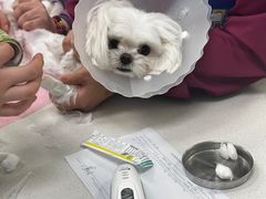 -北京观赏动物医院·24小时大型综合·猫专科·异宠专科