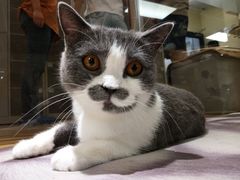 -猫和宫(六道口店)