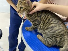 -佳雯宠物医院(金华南路分院)