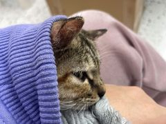 -瑞派康怡24h宠物医院·犬猫医疗中心·微创绝育(瑞景分院)