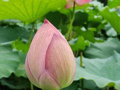-陈家山荷花公园