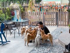 -柴犬高等学院·狗咖·柴犬售卖·宠物训练