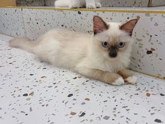 -猫域·湾主题猫咖·宠物吧(南坪城市广场店)