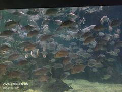 -烟台海昌鲸鲨海洋公园