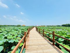 -白洋淀风景区