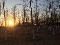 -永定河休闲森林公园