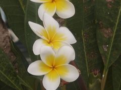 -范饭椰林川湘味海鲜·椰子鸡(三亚湾椰梦长廊店)