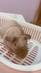 -Moni星球萌宠·小马宝莉·灵蛇·高端高阶全萌宠互动体验俱乐部(红豆国际广场店)