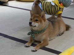 -逗柴咖啡屋·狗咖猫咖宠物桌游