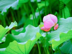 -陈家山荷花公园