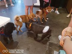 -百好乐宠物友好餐厅(朝外大街店)