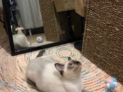 -屋虎猫馆(宝安大仟里店)