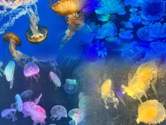 -海合安成都极地海洋公园