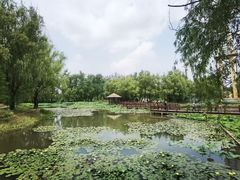 -滕州微山湖红荷湿地景区