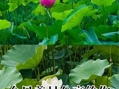 -四川大学(望江校区)