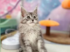 -糯米喵星人总部直营旗舰店·猫舍·幼猫出售