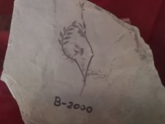 -辽宁古生物博物馆